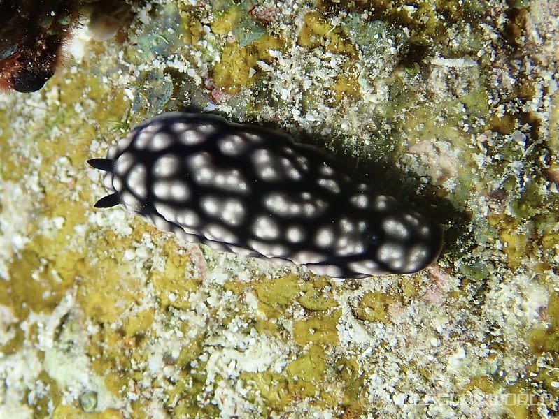 コイボウミウシ Phyllidiella pustulosa