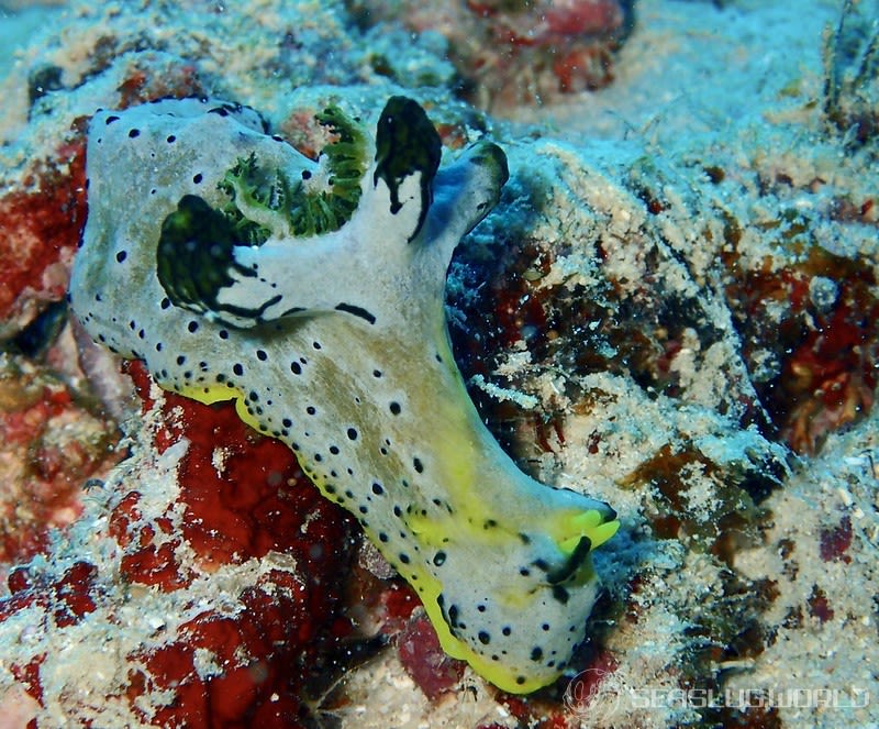 タチアオイウミウシ Notodoris serenae