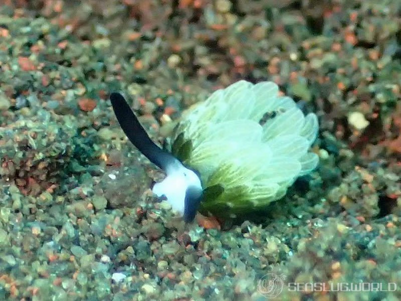 ウサギモウミウシ Costasiella usagi