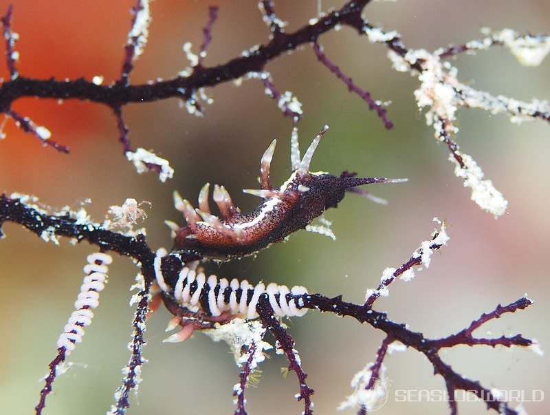 セスジスミゾメミノウミウシ Pleurolidia juliae