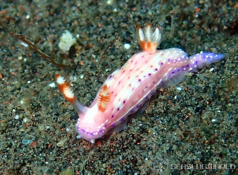 ヒュプセロドーリス・パラディア Hypselodoris paradisa