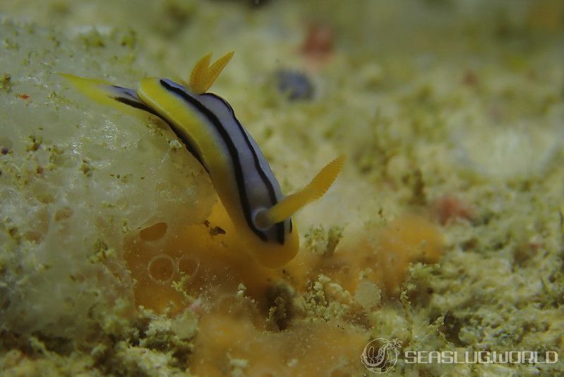 コールマンウミウシ Chromodoris colemani