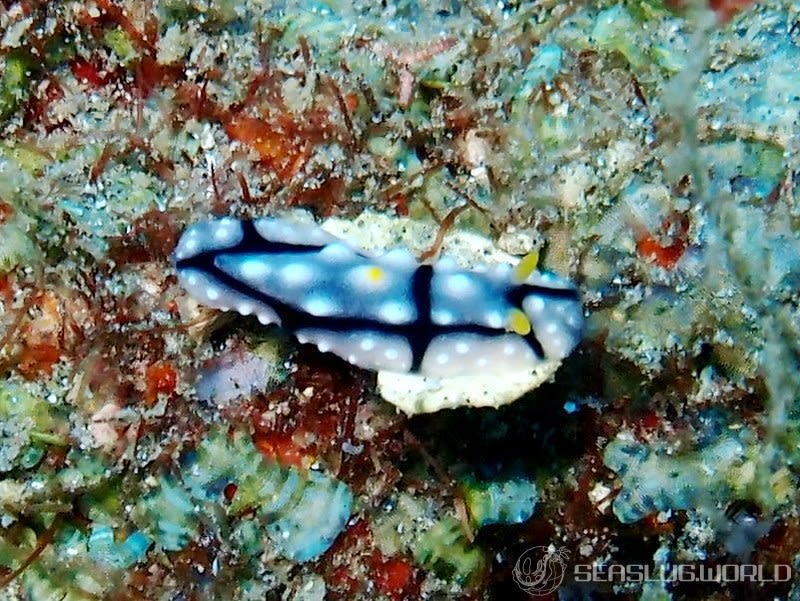 ツノキイボウミウシ Phyllidia elegans