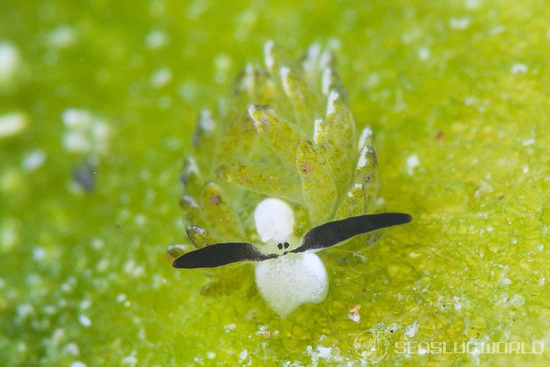 セジロモウミウシ Costasiella sp. 2