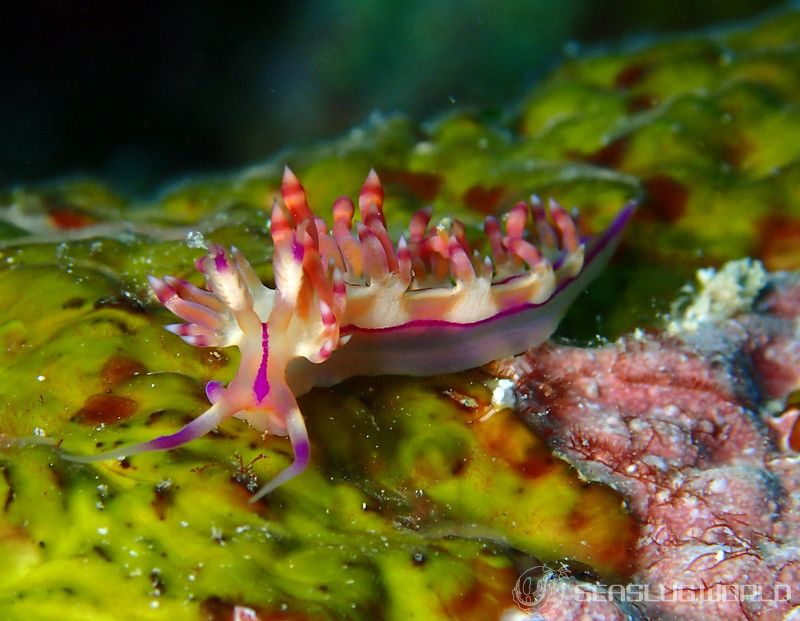 コリュフェリナ・フラムマ Coryphellina flamma