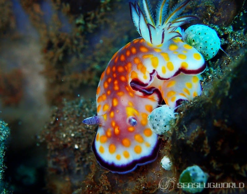 ヒュプセロドーリス・プルケッラ Hypselodoris pulchella