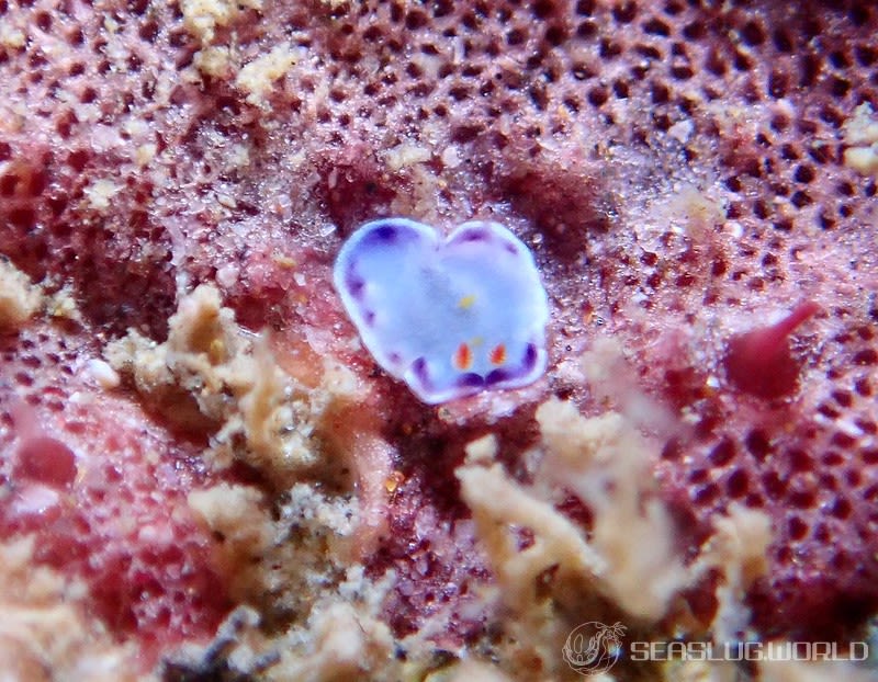 コモンウミウシ Goniobranchus aureopurpureus