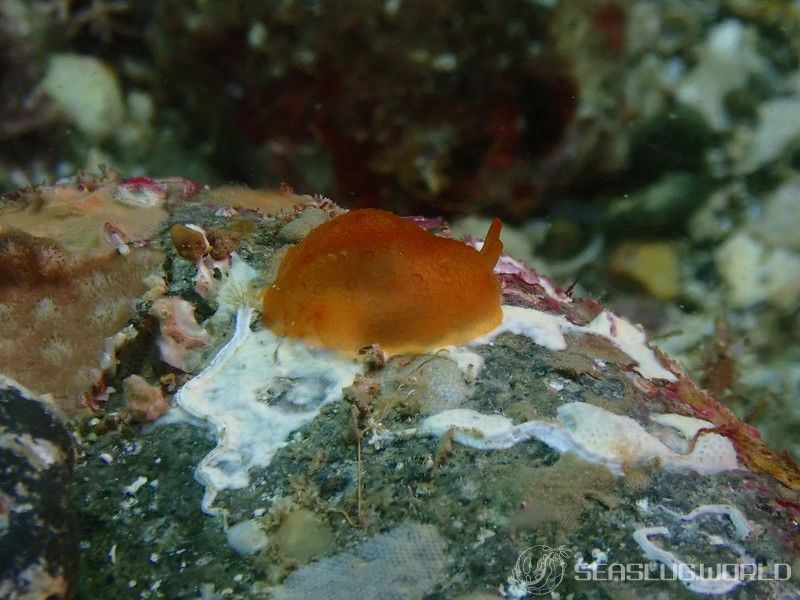 カメノコフシエラガイ Pleurobranchus peronii