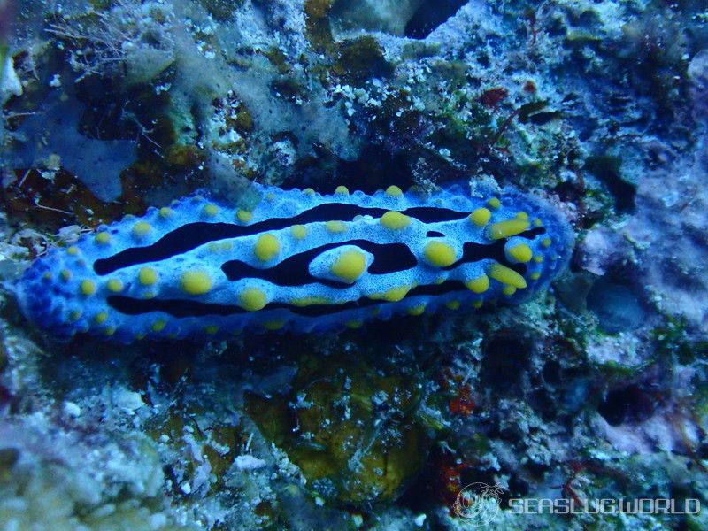 ソライロイボウミウシ Phyllidia coelestis