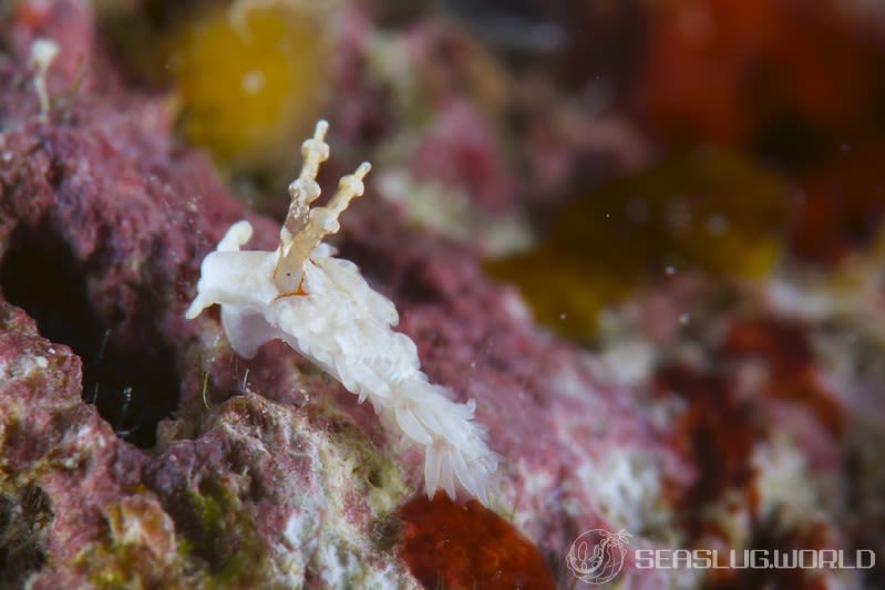 シロミノウミウシ Bulbaeolidia alba