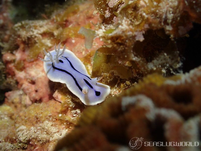 ミゾレウミウシ Chromodoris willani