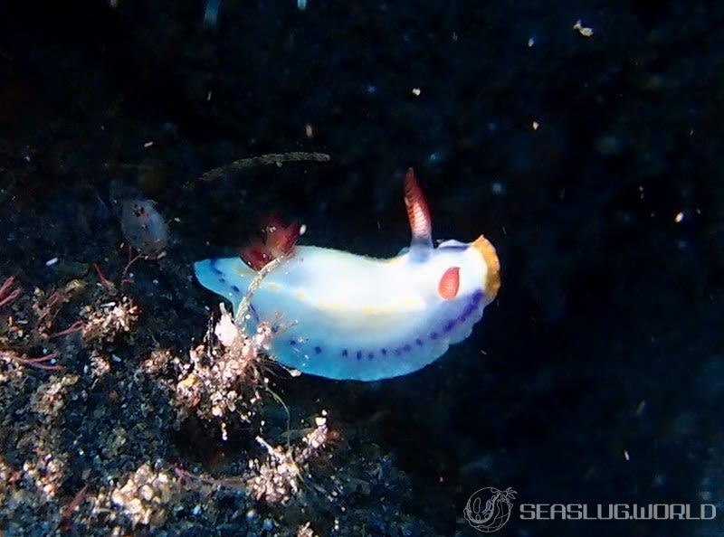 ハナイロウミウシ Thorunna florens