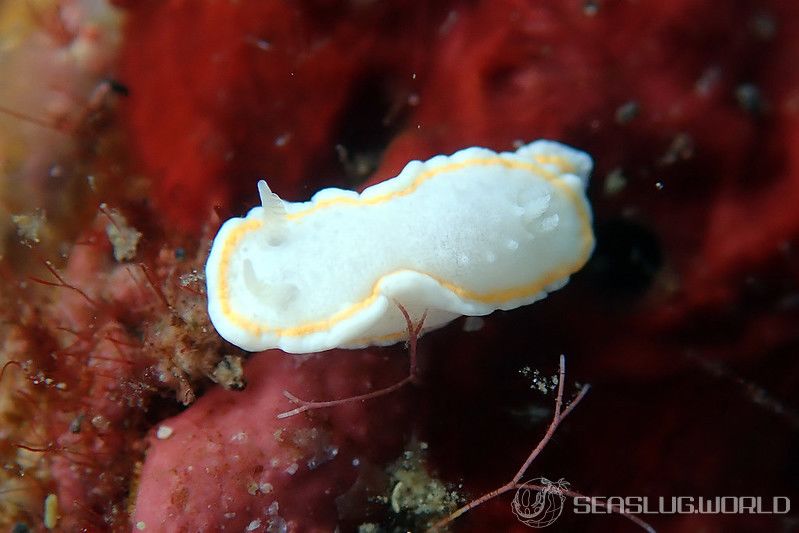 ミツイラメリウミウシ属の一種 2 Diaphorodoris sp. 2