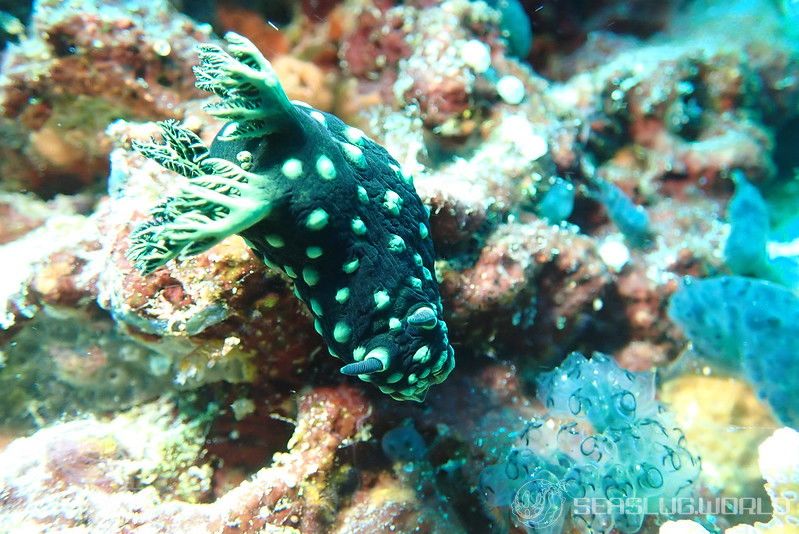 トサカリュウグウウミウシ Nembrotha cristata