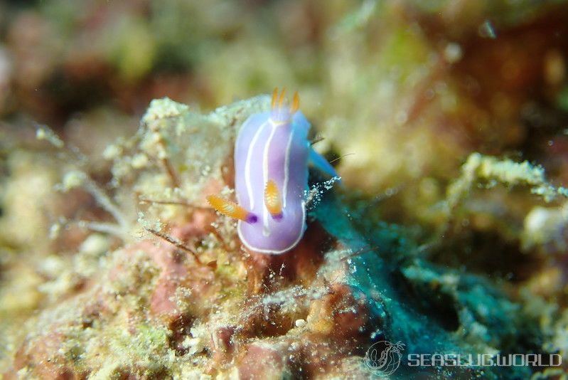 キイッポンウミウシ Mexichromis trilineata