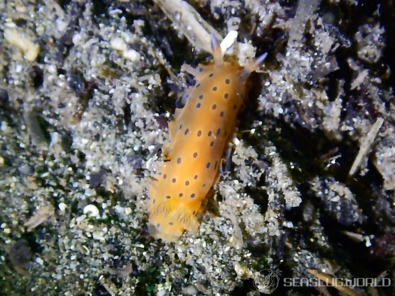 ヒメマダラウミウシ Dendrodoris guttata