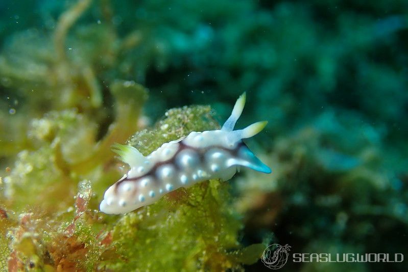 キカモヨウウミウシ Goniobranchus geometricus