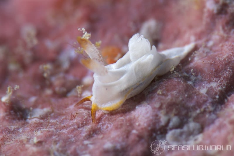 ケラマコネコウミウシ Pelagella longicornis