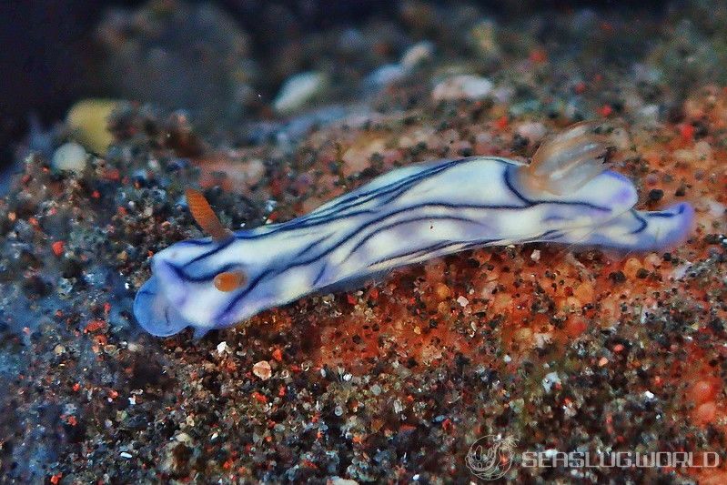 ソヨカゼイロウミウシ Hypselodoris zephyra