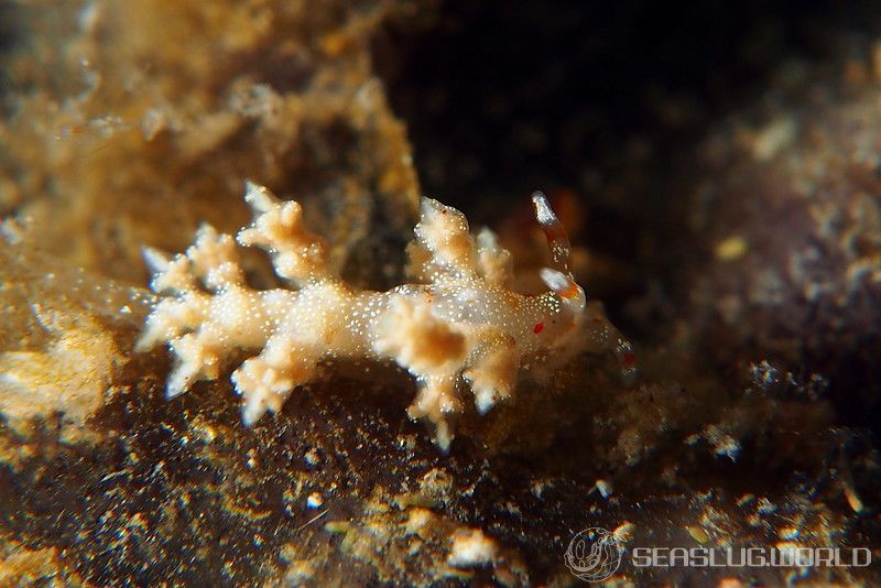 ヒョウタンミノウミウシ Eubranchus sp.10