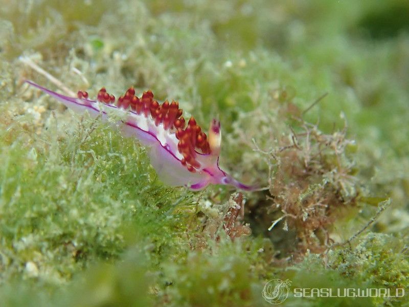 コリュフェリナ・フラムマ Coryphellina flamma