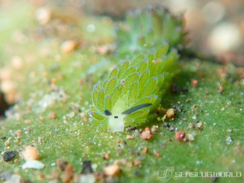 ホホベニモウミウシ Costasiella sp. 3