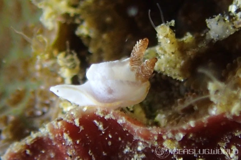 ケラマコネコウミウシ Pelagella longicornis