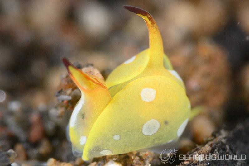 シフォプテロン・フラヴォリネアトゥム Siphopteron flavolineatum