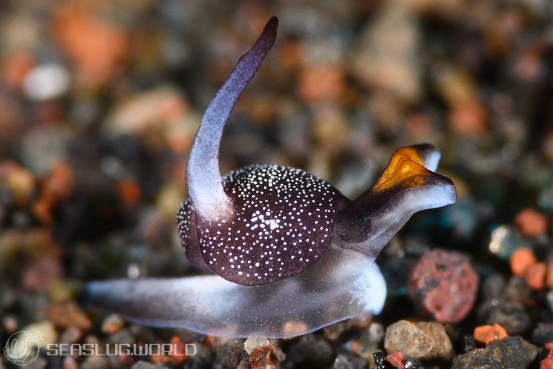 キツネアワツブガイ Colpodaspis sp. 1 | 世界のウミウシ