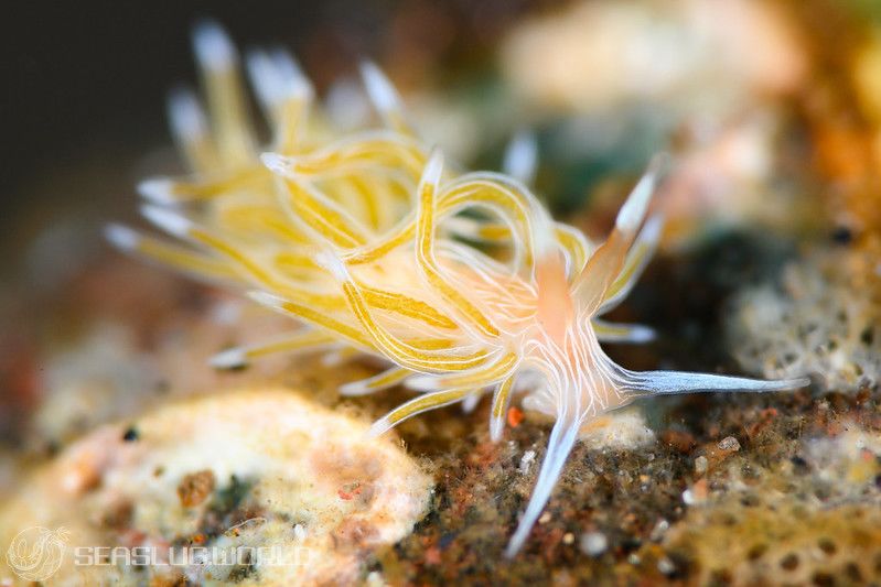 ハクセンミノウミウシ属の一種 6 Cratena sp. 6