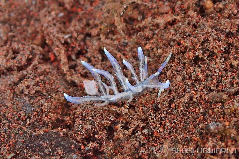 ハナビラミノウミウシ Phyllodesmium poindimiei