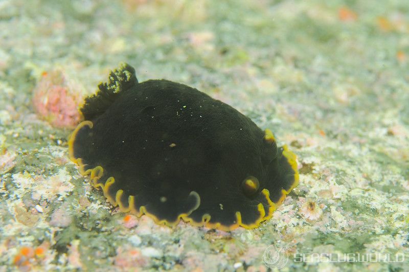 クロシタナシウミウシ Dendrodoris arborescens