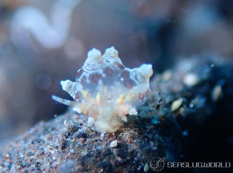 マトミノウミウシ Eubranchus ocellatus