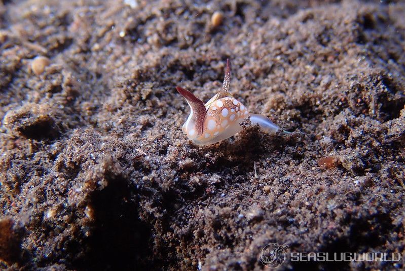 カワイイウミコチョウ Siphopteron nakakatuwa