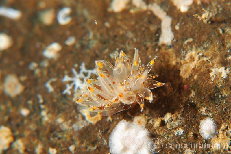 コヤナギウミウシ Janolus toyamensis