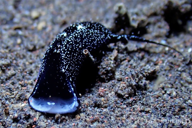 ミョウジンツバメガイ Mariaglaja tsurugensis