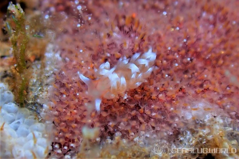 ミノウミウシの仲間 Aeolidida spp.