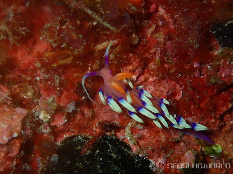 アデヤカミノウミウシ Coryphellina exoptata