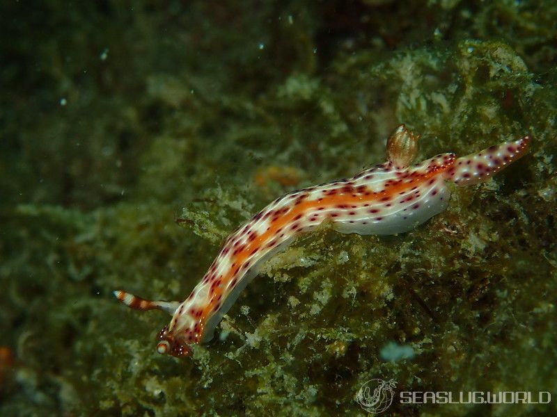 センテンイロウミウシ Hypselodoris decorata