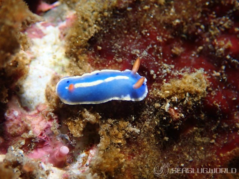 アオウミウシ Hypselodoris festiva