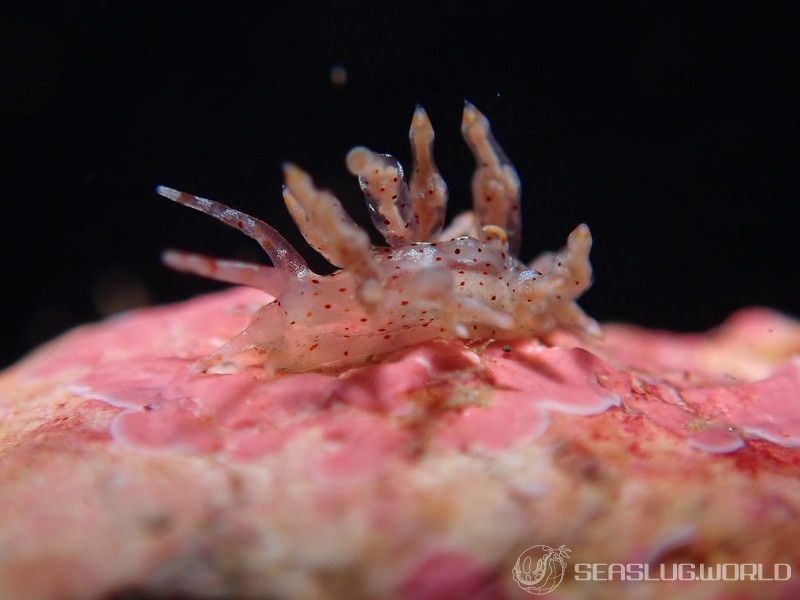 アカボシミノウミウシ Eubranchus echizenicus