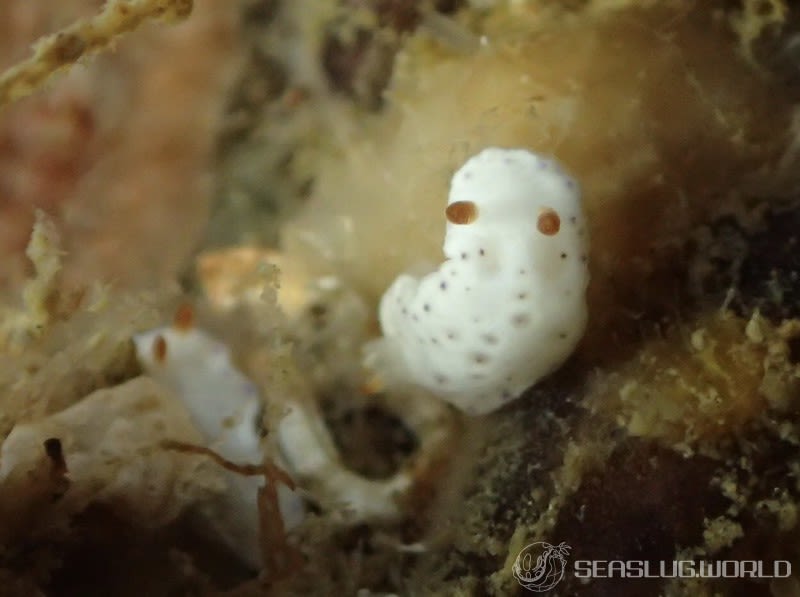 クボミイロウミウシ Hypselodoris lacuna