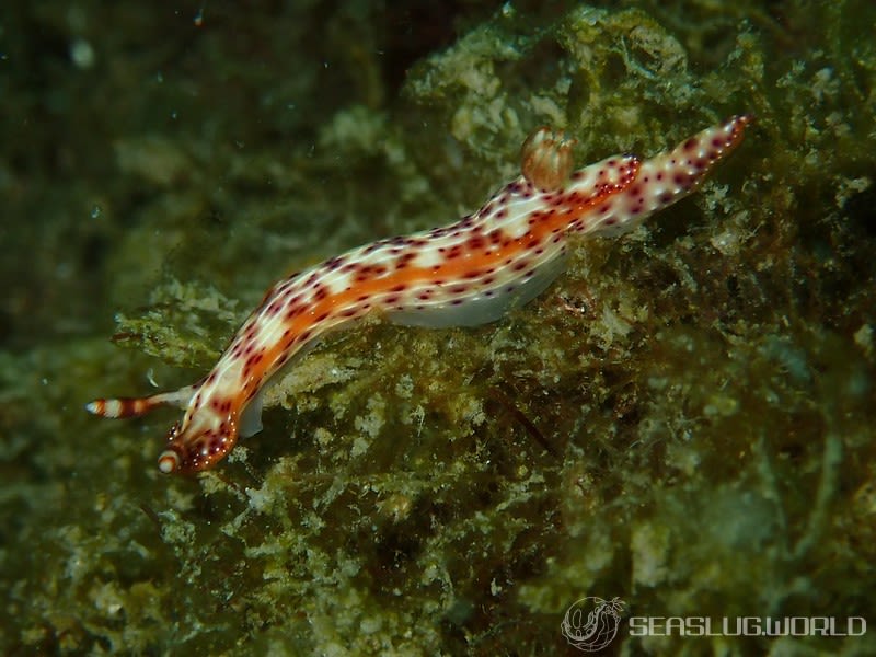 センテンイロウミウシ Hypselodoris decorata