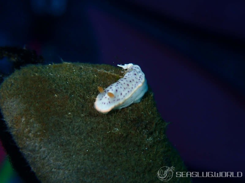 モンコウミウシ Chromodoris aspersa