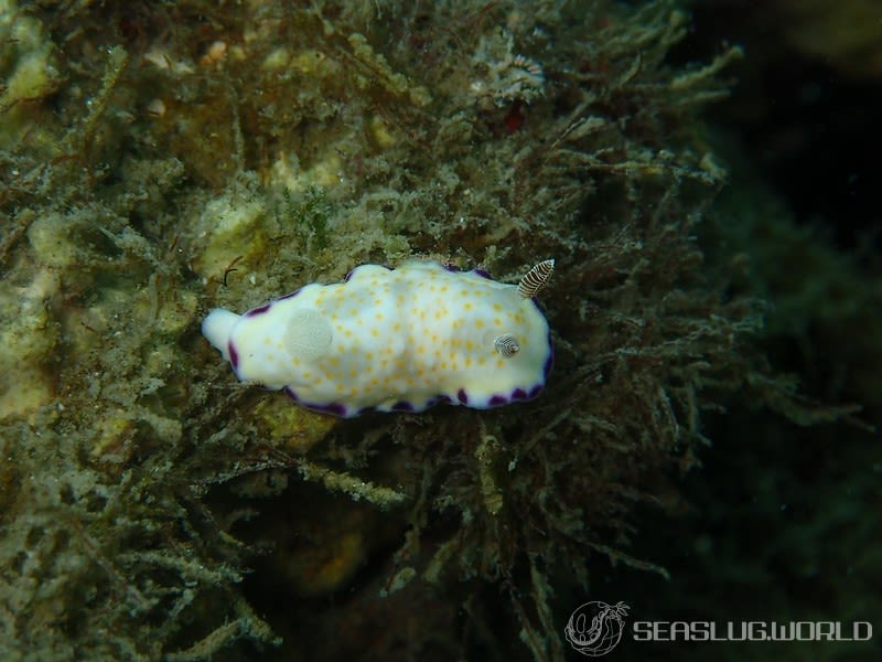 ヒメコモンウミウシ Goniobranchus rufomaculatus