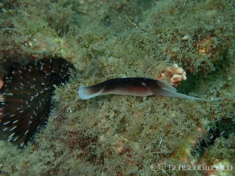 コナユキツバメガイ Chelidonura amoena