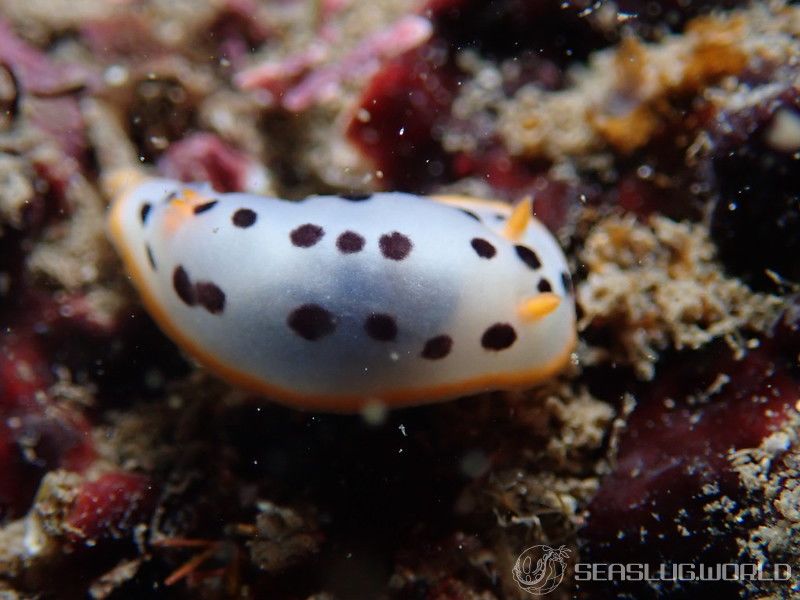 シロウミウシ Chromodoris orientalis