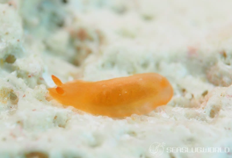 ホンクロシタナシウミウシ Dendrodoris nigra