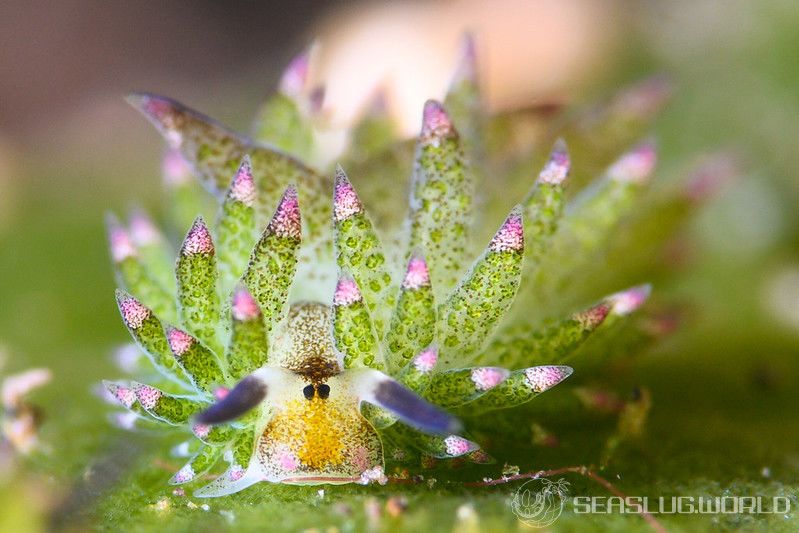 クサイロモウミウシ Costasiella paweli