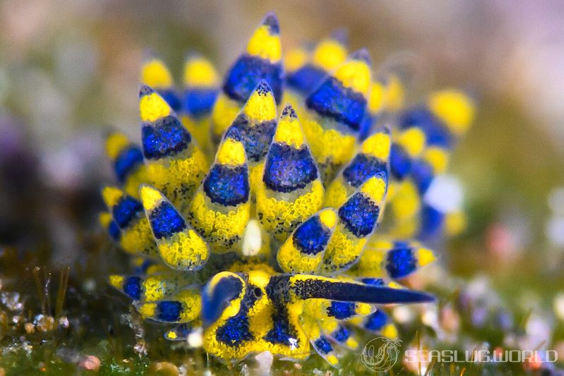 ミナミアオモウミウシ Costasiella sp. 5